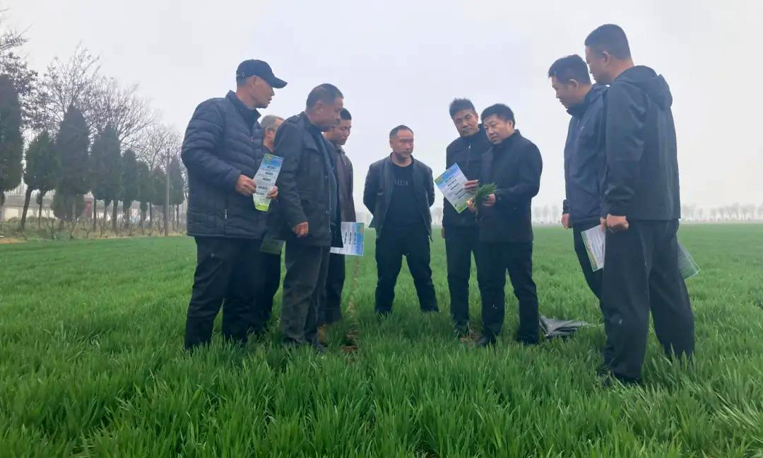 融通农发武汉区域公司渭南农场围绕春耕备耕实际需求，邀请农业专家深入田间一线，为小麦苗“把脉问诊”。