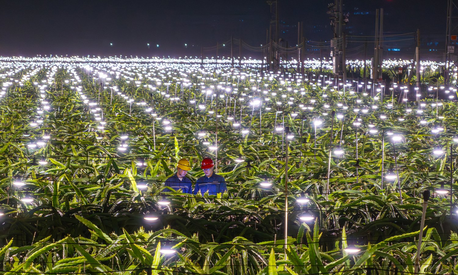 在广东珠海斗门800亩火龙果种植基地，南方电网新增变压器与大线径线路，保障13万盏补光灯夜间点亮，助力果实提质增产。