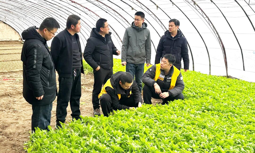 国投罗钾市场部工作人员深入大棚，为蔬菜种植户提供农业技术指导。